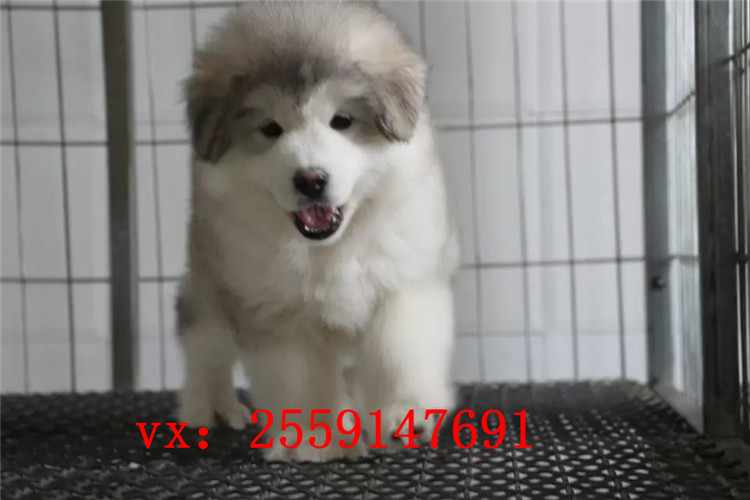 重庆哪里卖灰色阿拉斯加 重庆哪里卖的阿拉斯