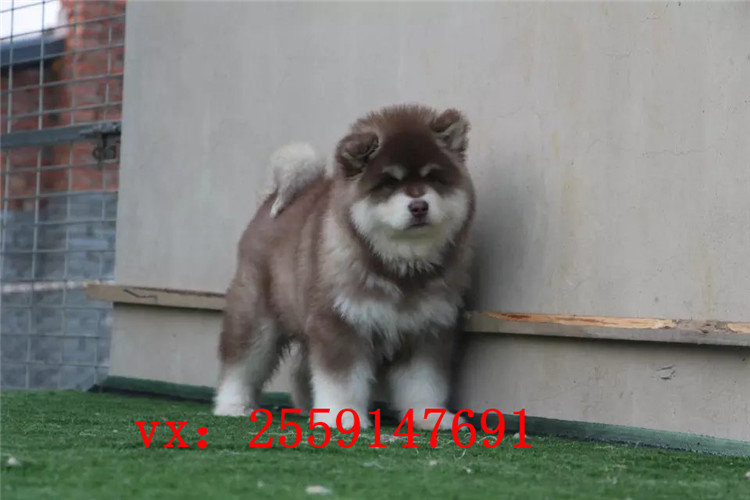 佛山哪里卖黑色阿拉斯加犬 佛山熊版阿拉斯加