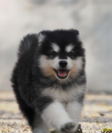 ?？诔栉锕饭烦鍪鄞恐职⒗辜尤兹扌托馨? width=80px height=80px /></div><div   id=