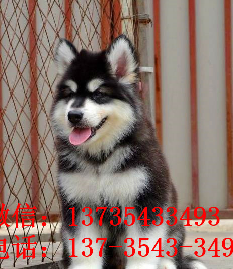 太原犬舍出售纯种阿拉斯加雪橇犬幼犬领养狗狗