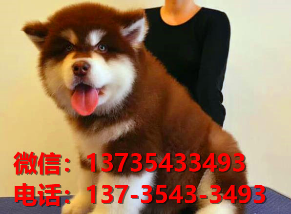 鹤岗犬舍 宠物狗狗市场在哪 网上哪里有狗狗领养阿拉斯加犬