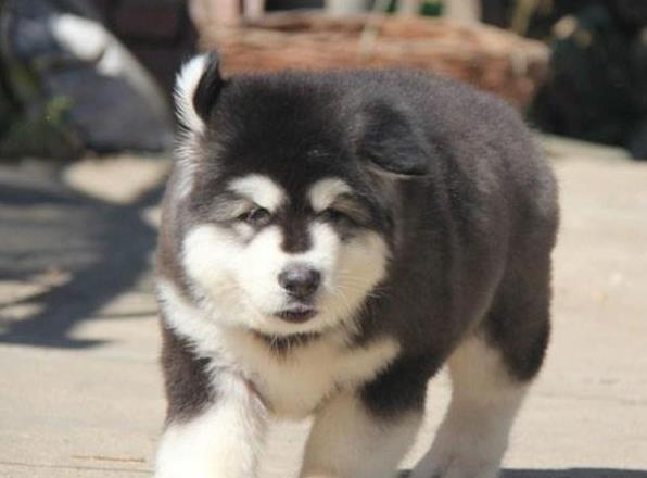 太原犬舍转让阿拉斯加犬宠物狗市场在哪买狗卖