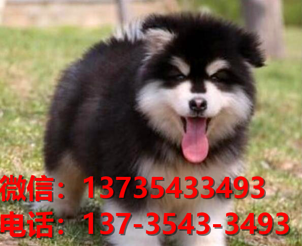 眉山犬舍出售纯种阿拉斯加犬 宠物狗市场在哪 网上卖狗买狗信息领养