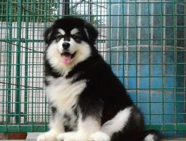 重庆阿拉斯加犬舍出售纯种宠物狗市场在哪卖狗