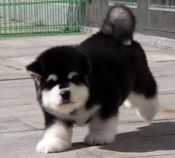 鹤岗犬舍 宠物狗狗市场在哪 网上哪里有狗狗领