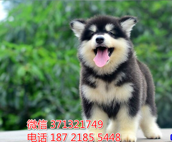 重庆犬舍出售阿拉狗狗纯种 重庆大型繁殖基地