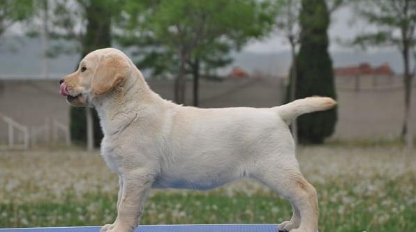 广元犬舍狗出售纯种拉布拉多狗市场卖狗买狗在