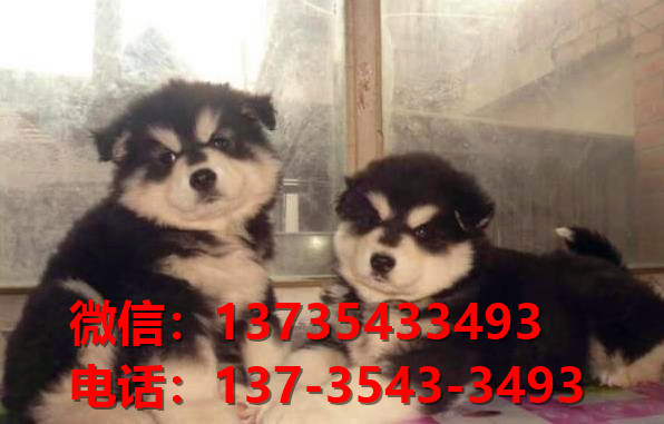 眉山犬舍出售纯种阿拉斯加犬 宠物狗市场在哪 网上卖狗买狗信息领养