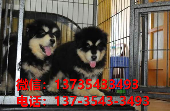 鹤岗犬舍 宠物狗狗市场在哪 网上哪里有狗狗领养阿拉斯加犬