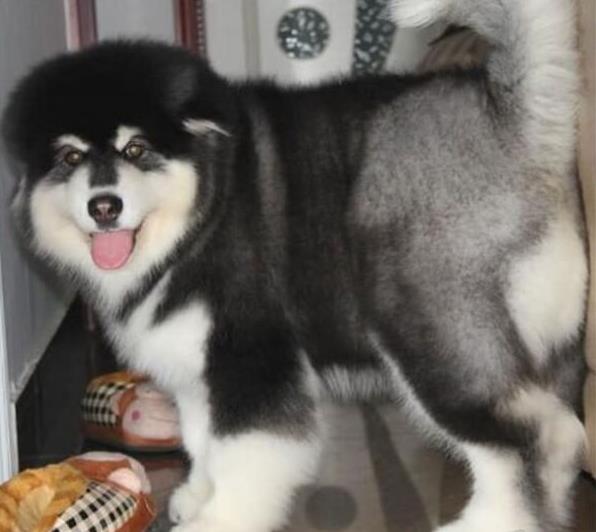 昭通宠物狗狗犬舍出售阿拉斯加犬狗市场在哪买狗卖狗