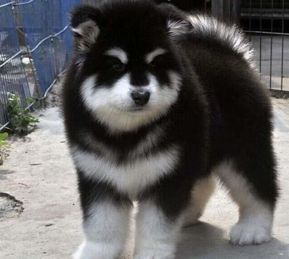 太原犬舍出售纯种阿拉斯加雪橇犬幼犬领养狗狗