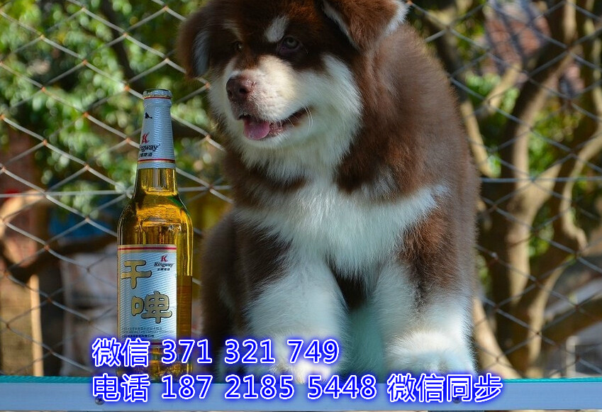 中山 特价 阿拉斯加犬出售纯种幼犬 大型哈士奇雪橇犬
