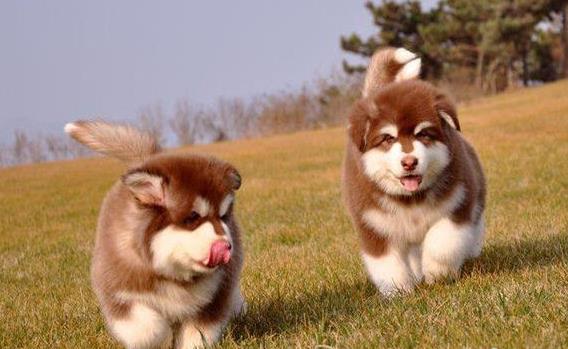 太原阿拉斯加犬舍出售纯种宠物狗幼犬 狗市买