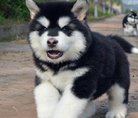 沈阳狗场犬舍哪里有卖狗买狗宠物狗市场领养阿