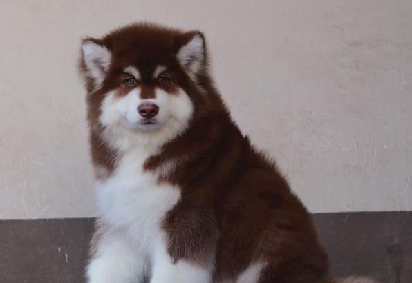 沈阳阿拉斯加犬舍出售纯种宠物狗幼犬 狗市买