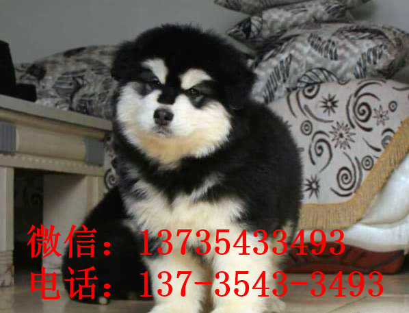 重庆宠物狗狗犬舍出售阿拉斯加犬狗市场在哪买狗卖狗
