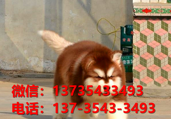 四平犬舍 宠物狗狗市场在哪 网上哪里有狗狗领养阿拉斯加犬