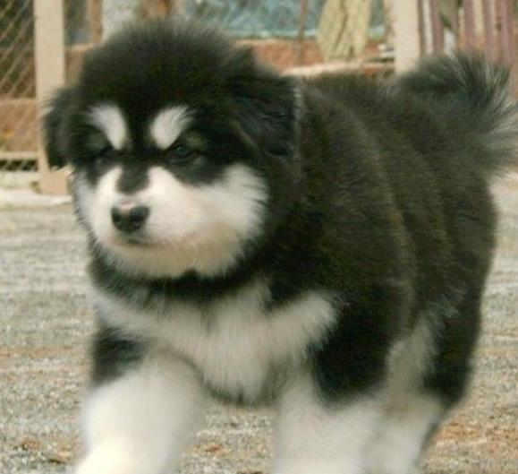 黄山阿拉斯加犬领养宠物狗出售狗市场在哪买狗