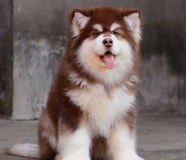 四平犬舍 宠物狗狗市场在哪 网上哪里有狗狗领