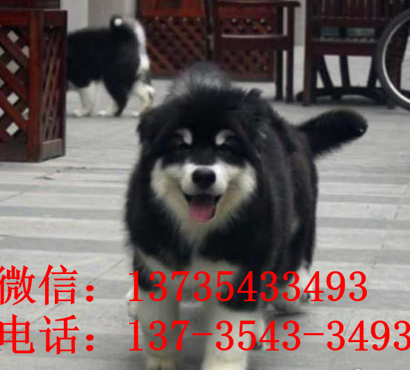 重庆宠物狗狗出售纯种阿拉斯加犬幼犬巨型熊版阿拉斯加幼犬