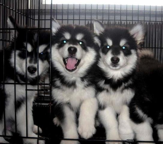 楚雄哪里买狗好 楚雄哪里卖宠物犬 云南纯种阿