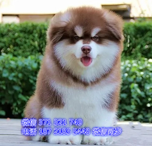 福州特价 阿拉斯加犬出售纯种幼犬 福州宠物狗