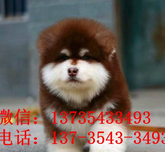 重庆犬舍出售纯种阿拉斯加雪橇犬幼犬领养狗狗