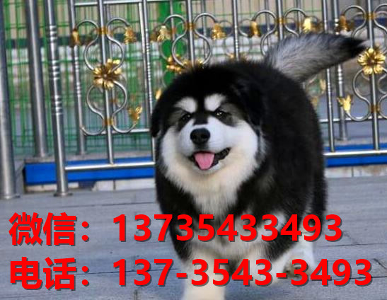 白城犬舍 宠物狗狗市场在哪 网上哪里有狗狗领