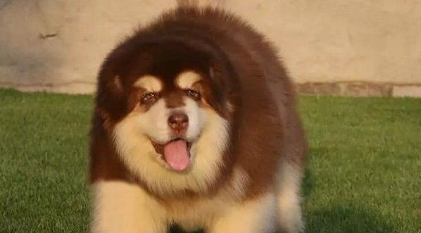 昭通宠物狗狗犬舍出售阿拉斯加犬狗市场在哪买狗卖狗