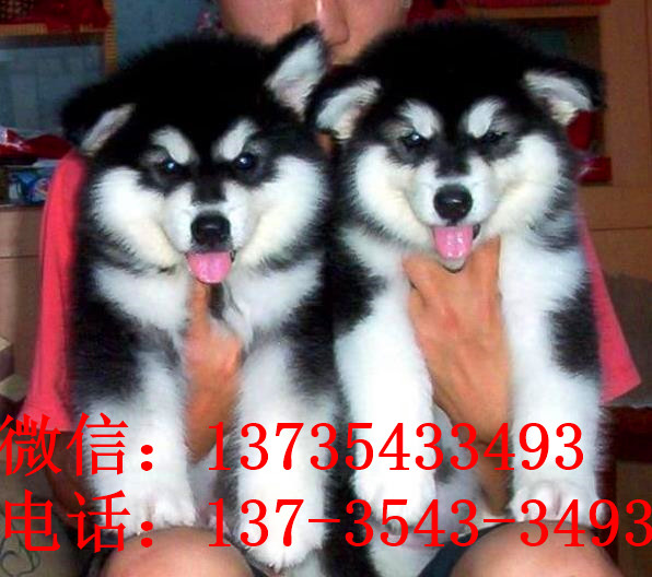 郑州犬舍出售纯种阿拉斯加犬大型犬领养宠物狗狗