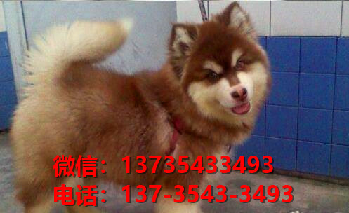 纯种阿拉斯加犬太原犬舍哪里有宠物狗出售哪里有卖狗买狗市场