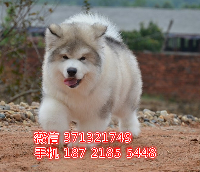 太原 阿拉斯加犬出售纯种幼犬 太原狗场繁殖太原犬舍