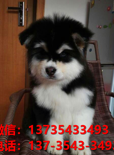 沈阳宠物狗狗犬舍出售纯种阿拉斯加犬巨型熊版