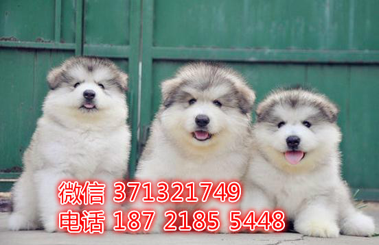 重庆狗狗 阿拉斯加犬出售纯种幼犬 重庆特价宠物