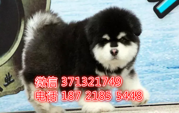 太原狗狗 阿拉斯加犬出售纯种幼犬 太原犬舍全国发货