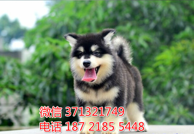 太原宠物 阿拉斯加犬纯种幼犬 太原狗场 特价宠物狗