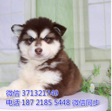 沈阳特惠 宠物阿拉斯加犬出售 沈阳犬舍狗场在