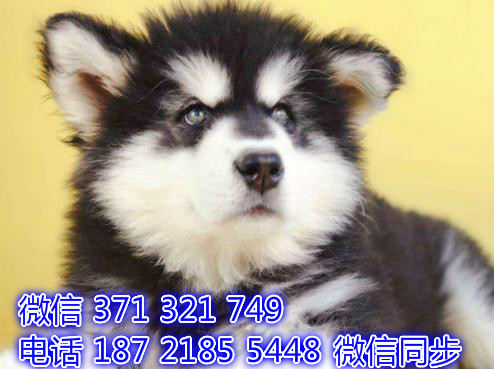 6全国发货 犬舍阿拉斯加售纯种幼犬 包售后 包