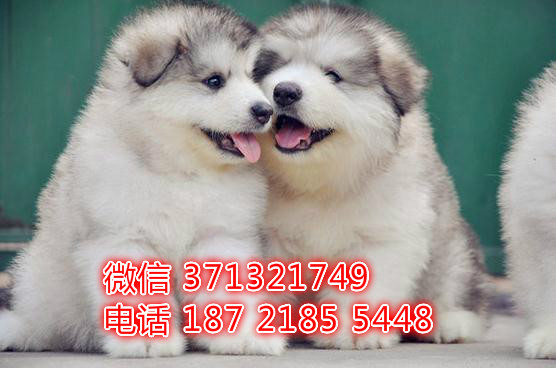 重庆狗狗 阿拉斯加犬出售纯种幼犬 重庆特价宠物