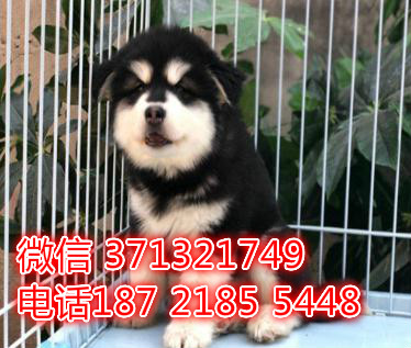 西宁犬舍 宠物狗狗出售 阿拉斯加犬狗狗 西宁