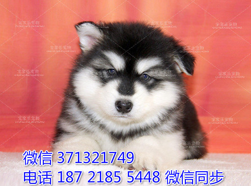 太原特惠阿拉斯加犬出售 太原犬舍狗场在哪里