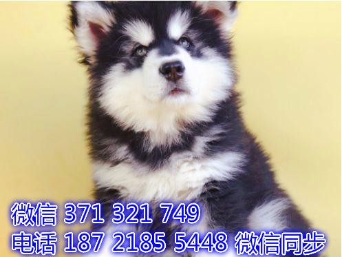 郑州全国发货 犬舍阿拉斯加售纯种幼犬 包售后 包健康瓢