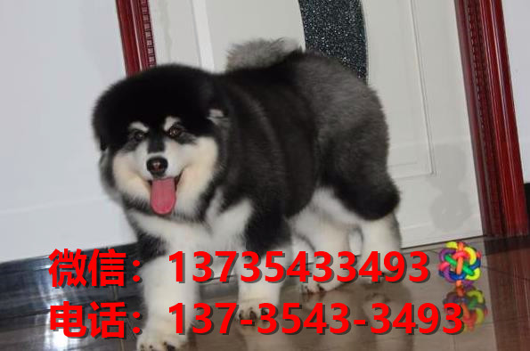 纯种阿拉斯加幼犬出售 郑州犬舍领养宠物狗狗市场在哪里买狗卖狗