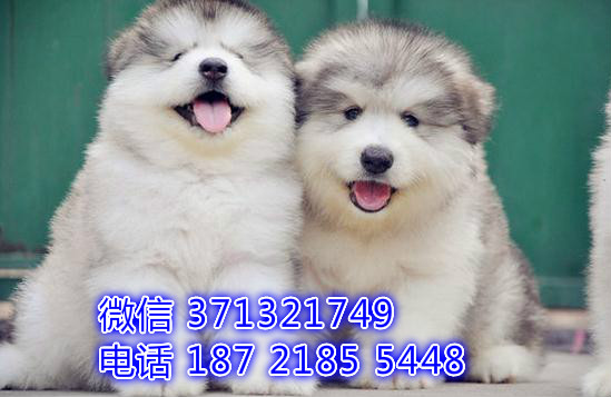 重庆狗狗 阿拉斯加犬出售纯种幼犬 重庆特价宠