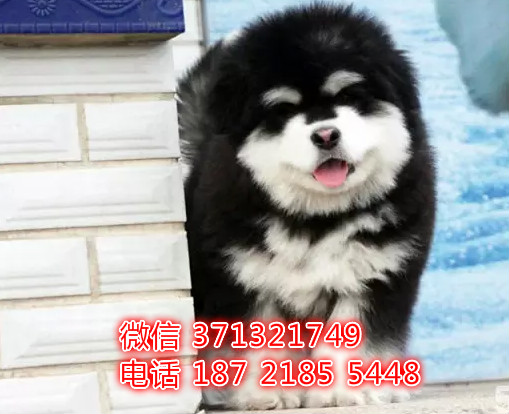 沈阳狗狗阿拉斯加售纯种幼犬 特价宠物狗狗阿