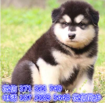 宠物狗狗阿拉斯加全国可以发货 犬舍繁殖 包健