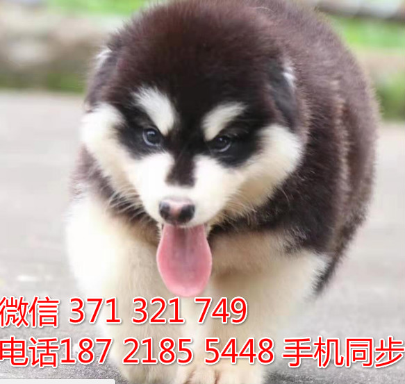 阿拉斯加幼犬出售纯种 狗场直销宠物 哪里有宠