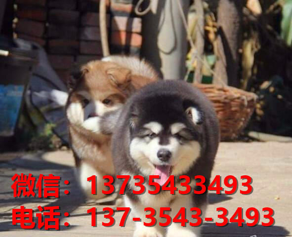 郑州宠物狗狗犬舍在哪里卖狗地方 哪里有阿拉斯加犬领养狗市场在哪买狗