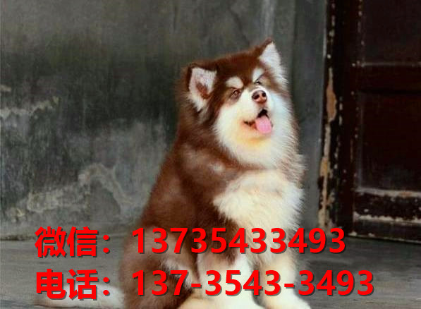 山西附件哪里有狗市场犬舍在哪里卖狗地方买狗正宗阿拉斯加犬