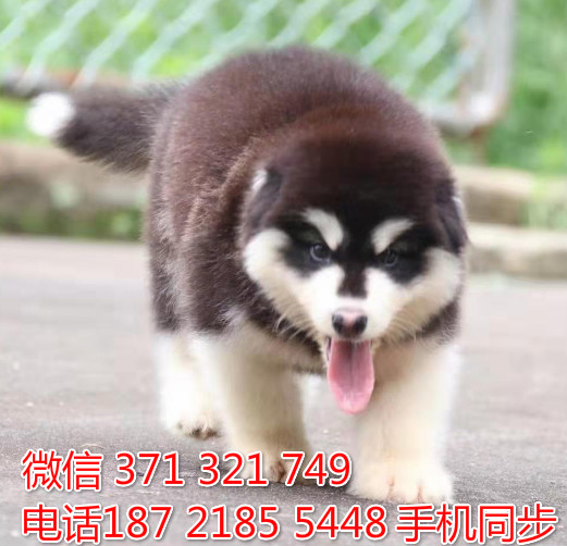 阿拉斯加幼犬出售纯种 狗场直销宠物 哪里有宠物狗狗崭